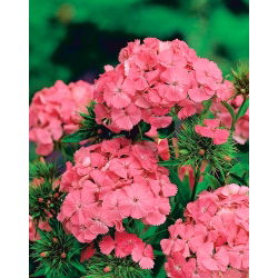 Rosa-laranja Doce William "Newport Pink" - 450 sementes - Dianthus barbatus
