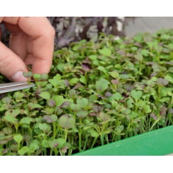 Microgreens - Mizuna - unge blader med en unik smak - 1000 frø - 