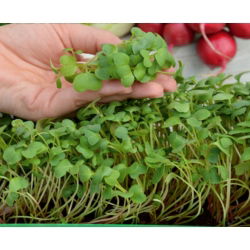 Microgreens - Reddik  - Raphanus sativus L. - frø