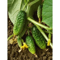 Harilik kurk - Sremski F1 - seemnelint - Cucumis sativus - seemned