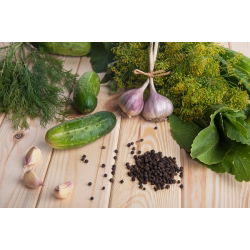 Harilik kurk - Sremski F1 - seemnelint - Cucumis sativus - seemned