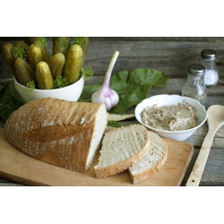 Harilik kurk - Sremski F1 - seemnelint - Cucumis sativus - seemned