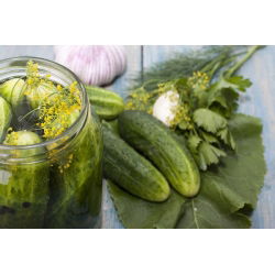 Harilik kurk - Sremski F1 - seemnelint - Cucumis sativus - seemned