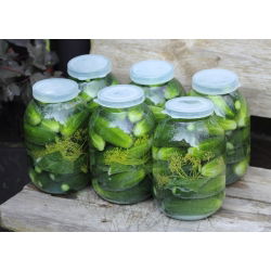Harilik kurk - Sremski F1 - seemnelint - Cucumis sativus - seemned