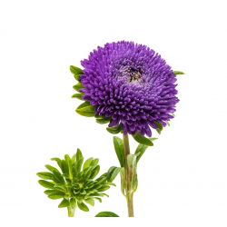 Paarse pompombloemige aster - 500 zaden - Callistephis chinensis
