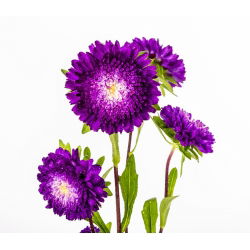 Paarse pompombloemige aster - 500 zaden - Callistephis chinensis