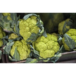 Verde conopidă "Verde di Macerata" - 54 de semințe - Brassica oleracea L. var.botrytis L.