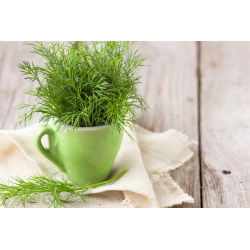 Endro - Oliver - 2800 sementes - Anethum graveolens L.