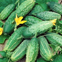 Mentimun "Soplica F1" - lapangan, varietas produktif dengan daya tahan tinggi terhadap penyakit - 175 biji - Cucumis sativus