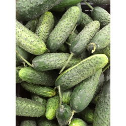 Cucumber - Śremianin F1 - Produces Crunchy, Green Fruit Ideal for Preserving - Fresh Seeds