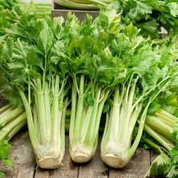 Cellery "Zefir" - dihargai untuk rasa yang sangat baik dan nilai pemakanan - 900 biji - Apium graveolens - benih