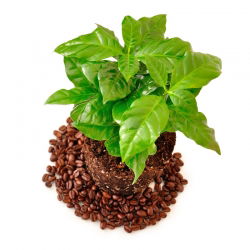 Arabica Coffee - Coffea arabica - Grow Your Own Exotic Coffee - Fresh Seeds
