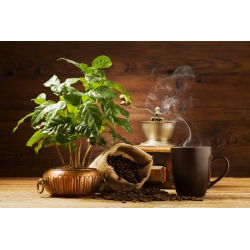 Arabica Coffee - Coffea arabica - Grow Your Own Exotic Coffee - Fresh Seeds