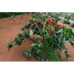 Arabica Coffee - Coffea arabica - Grow Your Own Exotic Coffee - Fresh Seeds