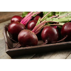 Pancar "Jawor" - yuvarlak, üretken çeşitlilik - 500 tohum - Beta vulgaris - tohumlar