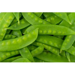 Pisello - Carouby - Pisum sativum - semi