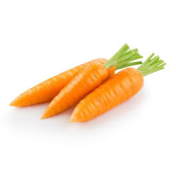 Porkkana - Chantenay - Katrin - 2550 siemenet - Daucus carota