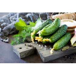 Cucumber - Corveta F1 - Disease-Free, Perfectly Shaped - Fresh Seeds
