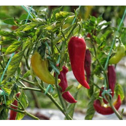 พริกไทย "Monanta" - ยาว, ปลายแหลม, สีแดง, สีเหลือง, สีแดงหรือสีเหลืองสำหรับปลูกในไร่ - Capsicum L. - เมล็ด