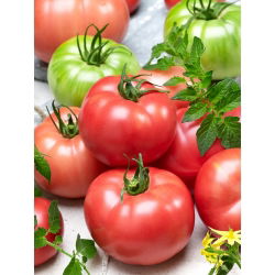 Tomate - Zorza Toruńska - Creștere robustă și productivitate ridicată - Semințe proaspete