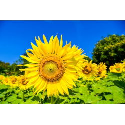 Auringonkukka - 500 grammaa - Helianthus annuus - siemenet
