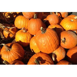 Tykev okrasná - Halloween - Nejlepší na vyřezávání - Čerstvá semena