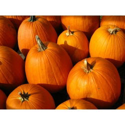 Tykev okrasná - Halloween - Nejlepší na vyřezávání - Čerstvá semena