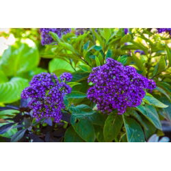 Garden heliotrope; cherry pie, common heliotrope - 200 seeds