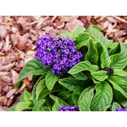 Garden heliotrope; cherry pie, common heliotrope - 200 seeds