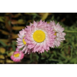 Everlasting Daisy - Mixed - Helipterum roseum - Delicate Stems, Perfect for Drying - Fresh Seeds