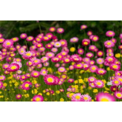 Everlasting Daisy - Mixed - Helipterum roseum - Delicate Stems, Perfect for Drying - Fresh Seeds
