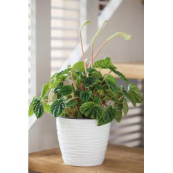 "Sahara petit" okrugli lonac s tanjurom - 17 cm - bijeli - 