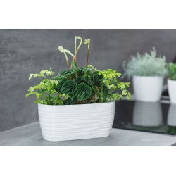 "Sahara petit" dugačak biljni lonac s pladnjem - 27 x 13 cm - bijeli - 
