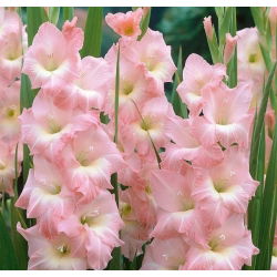 Glayöl Gül Yüce - 5 ampul - Gladiolus