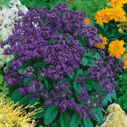 Garden heliotrope; cherry pie, common heliotrope - 200 seeds