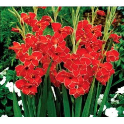 Glayöl Atom - 5 ampul - Gladiolus