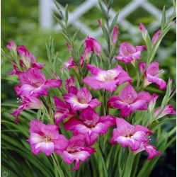 Gladiool Charm - pakend 5 tk - Gladiolus