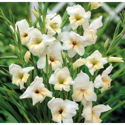 Gladiolus Halley - 5 bebawang