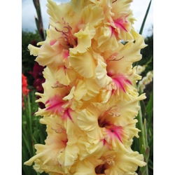 Gladiolus London - 5 bebawang