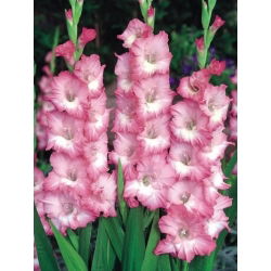 Glayöl Cheops - 5 ampul - Gladiolus