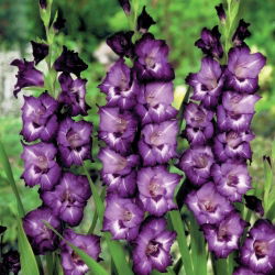 Gladiool Macarena - pakend 5 tk - Gladiolus