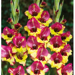 Gladiolus Vasto - 5 bebawang