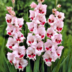 Gladiolus Wain & Mawar - 5 bebawang