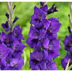 Glayöl Mor Flora - 5 ampul - Gladiolus