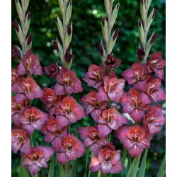 Gladiolus Vesuvio - 5 ampul