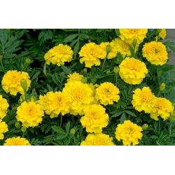 Tagetes patula nana - Honey Moon - 158 magok - sárga