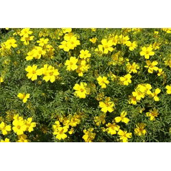 Tagetes tenuifolia - Lulu - sementes