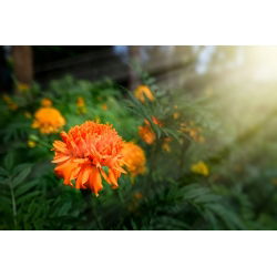 Mehiški ognjič "Fantastic" - oranžna; Azteški ognjič - 108 semen - Tagetes erecta  - semena