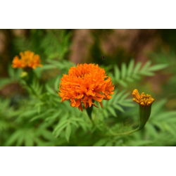Mehiški ognjič "Fantastic" - oranžna; Azteški ognjič - 108 semen - Tagetes erecta  - semena
