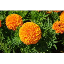 Nagy büdöske - Calando - narancs - 108 magok - Tagetes erecta